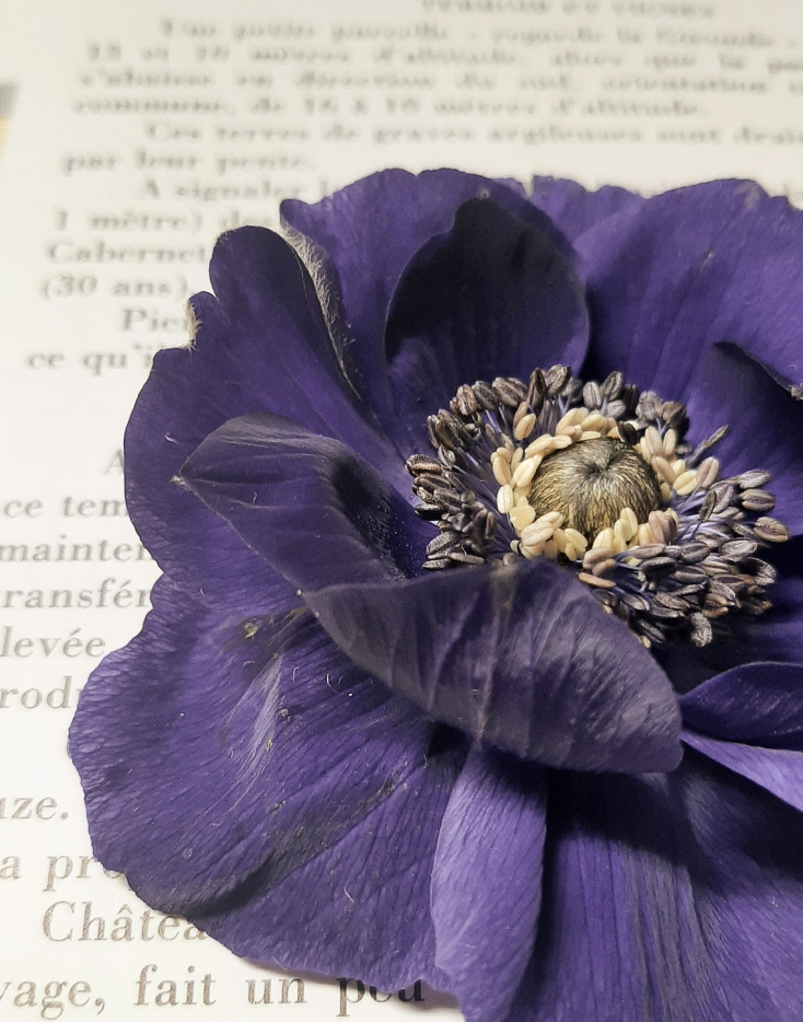 florathèque encyclopédie fleur violette présentation anecdotes papier recyclage plantes
